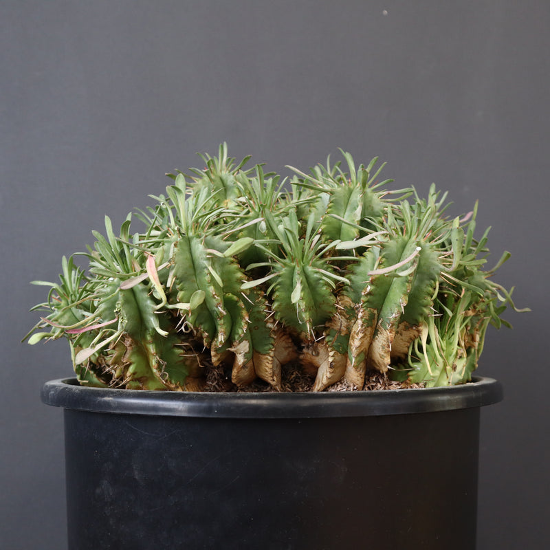 E.プルビナータ EC1193