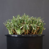 E.プルビナータ EC1193