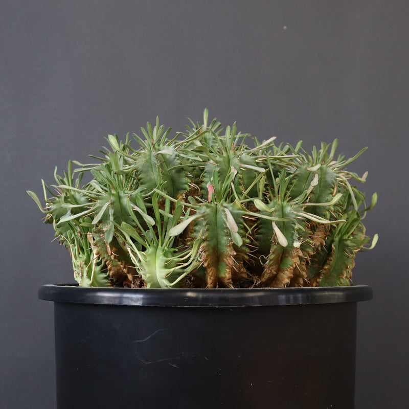 E.プルビナータ EC1193