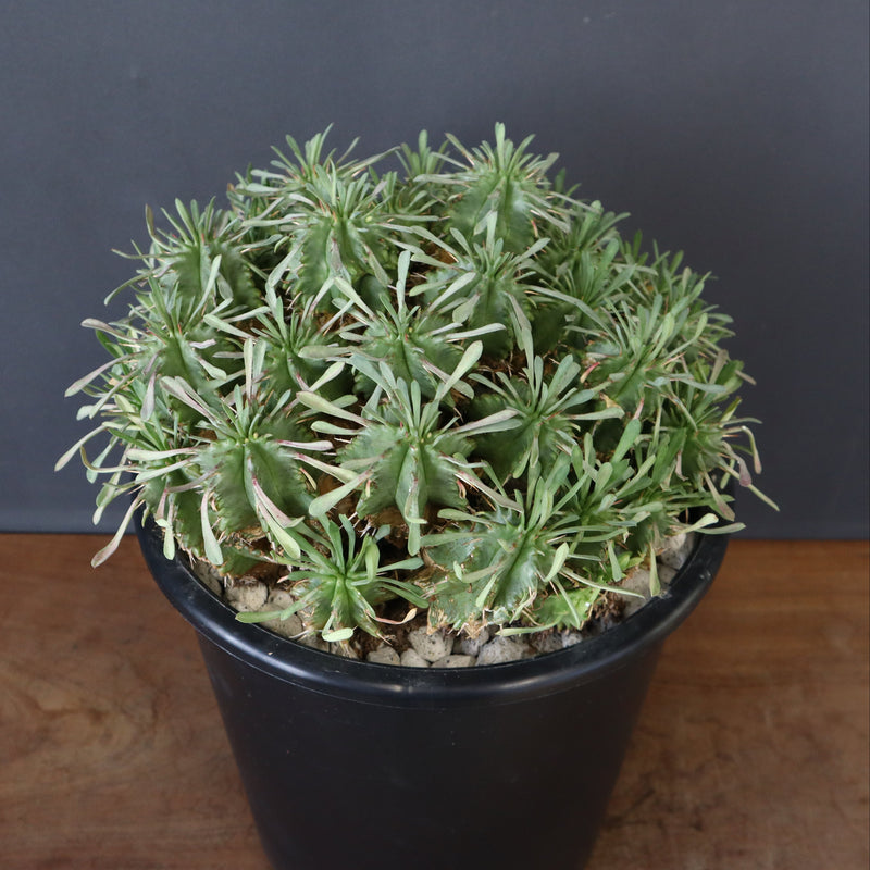 E.プルビナータ EC1193