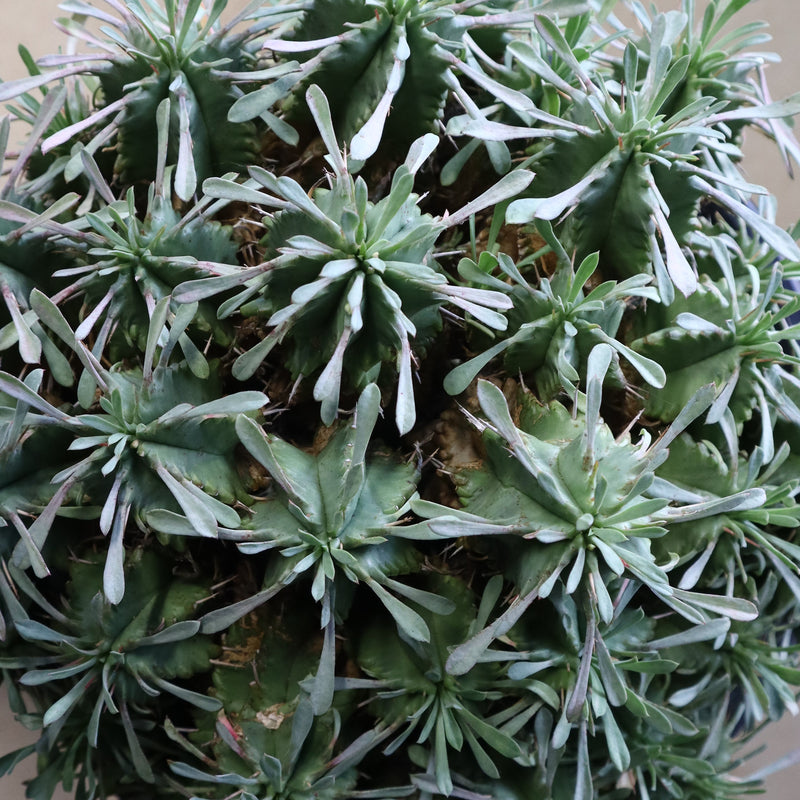 E.プルビナータ EC1193