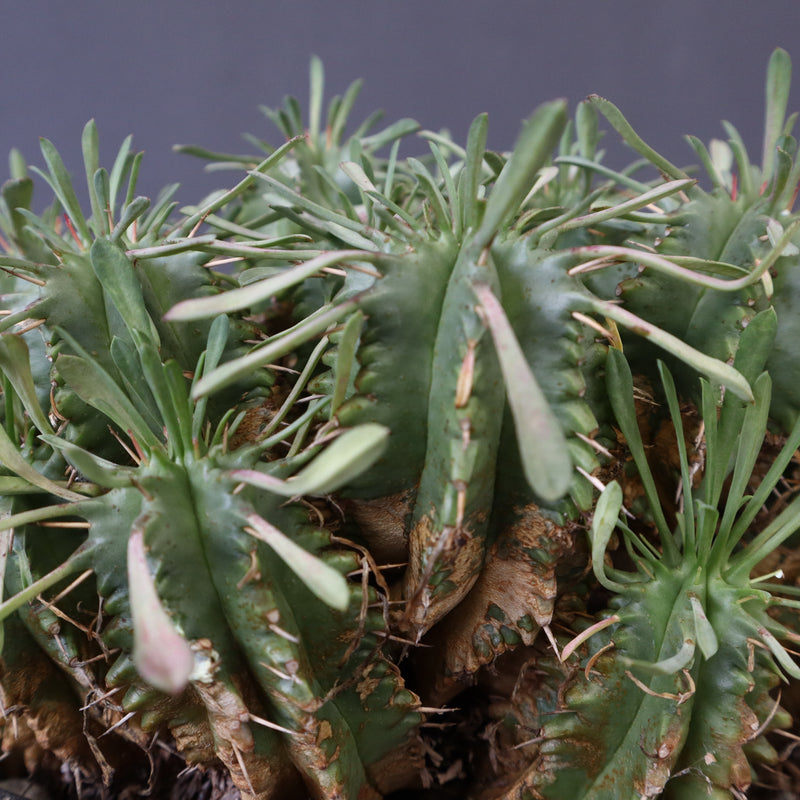 E.プルビナータ EC1193