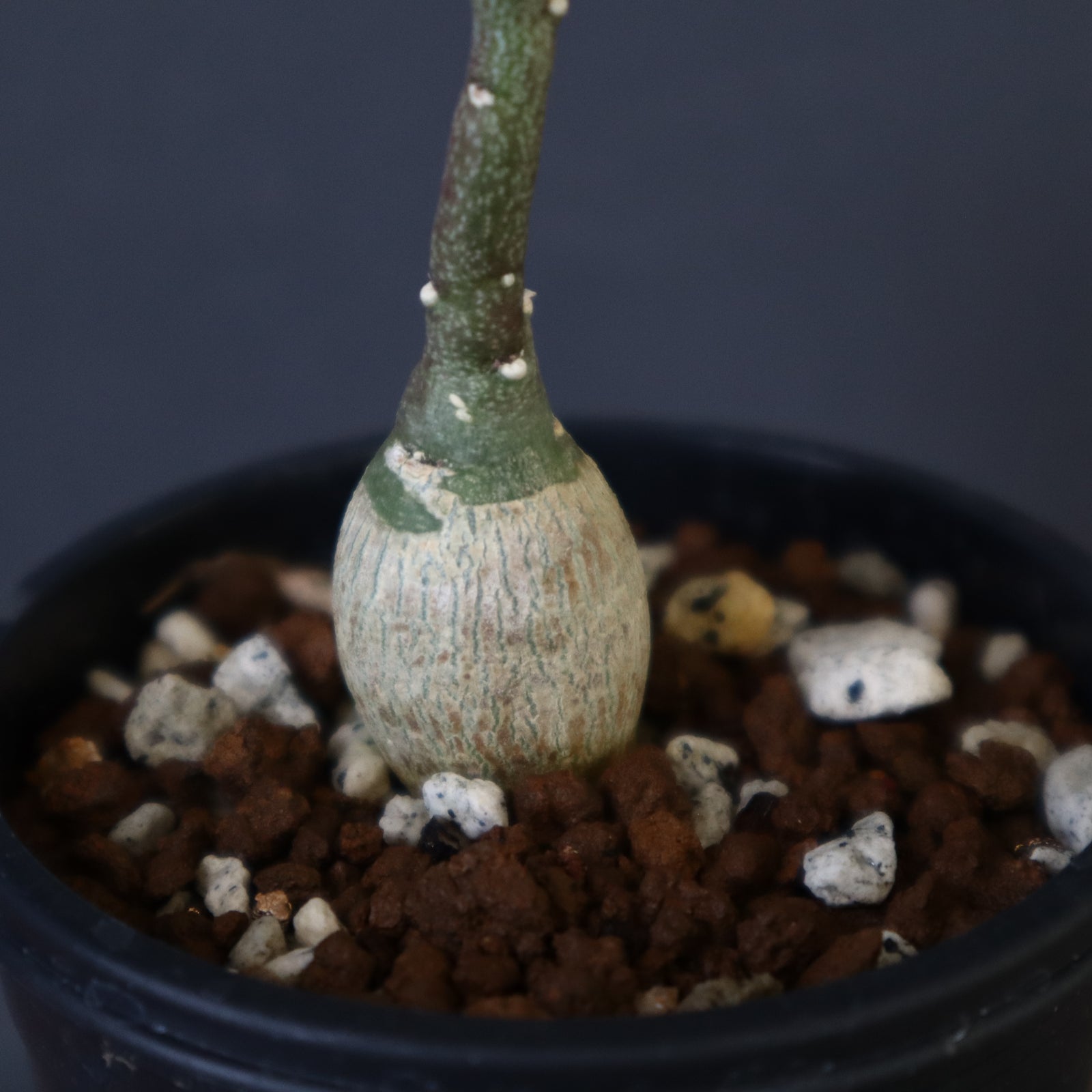 c*i様 アデニア　ペチュエリー　実生1株 アデニア ペチュエリーの種まきから成長記録 | Bizarre Plants