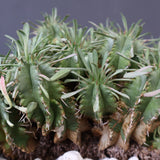 E.プルビナータ EC1193