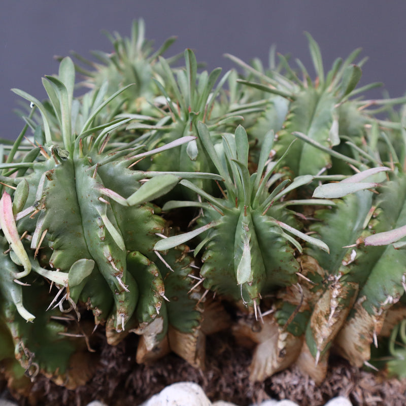 E.プルビナータ EC1193