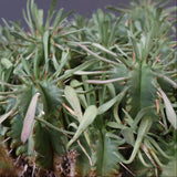 E.プルビナータ EC1193