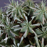 E.プルビナータ EC1193