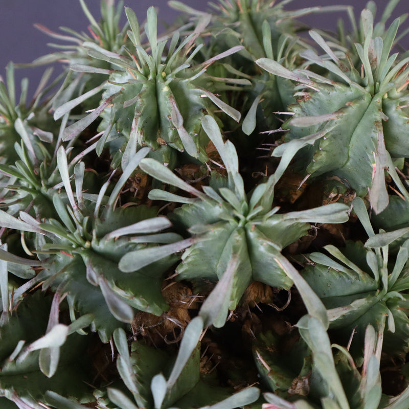 E.プルビナータ EC1193