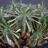 E.プルビナータ EC1193