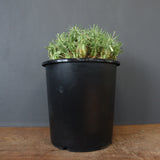 E.プルビナータ EC1194