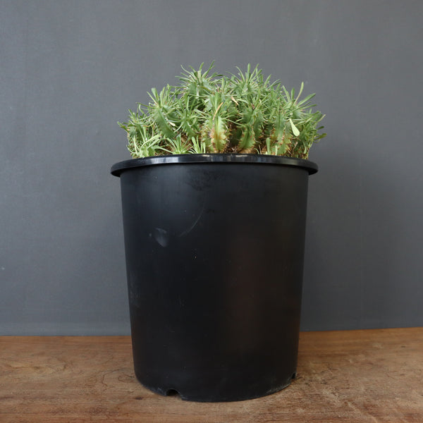 E.プルビナータ EC1194