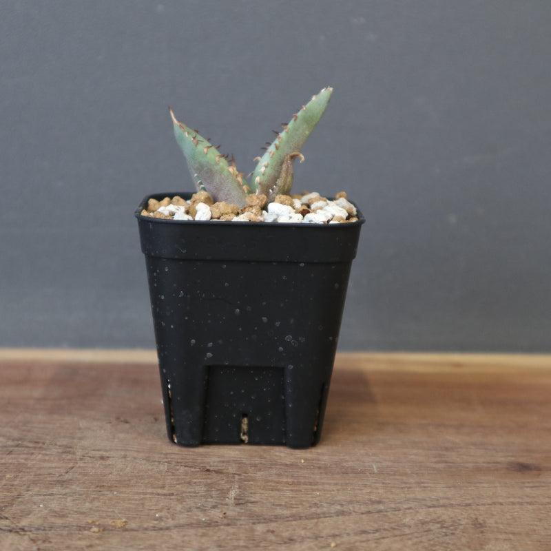 アガベ 冠鷲 EC1359 – TaiShoDo ONLINE SHOP