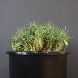 E.プルビナータ EC1194