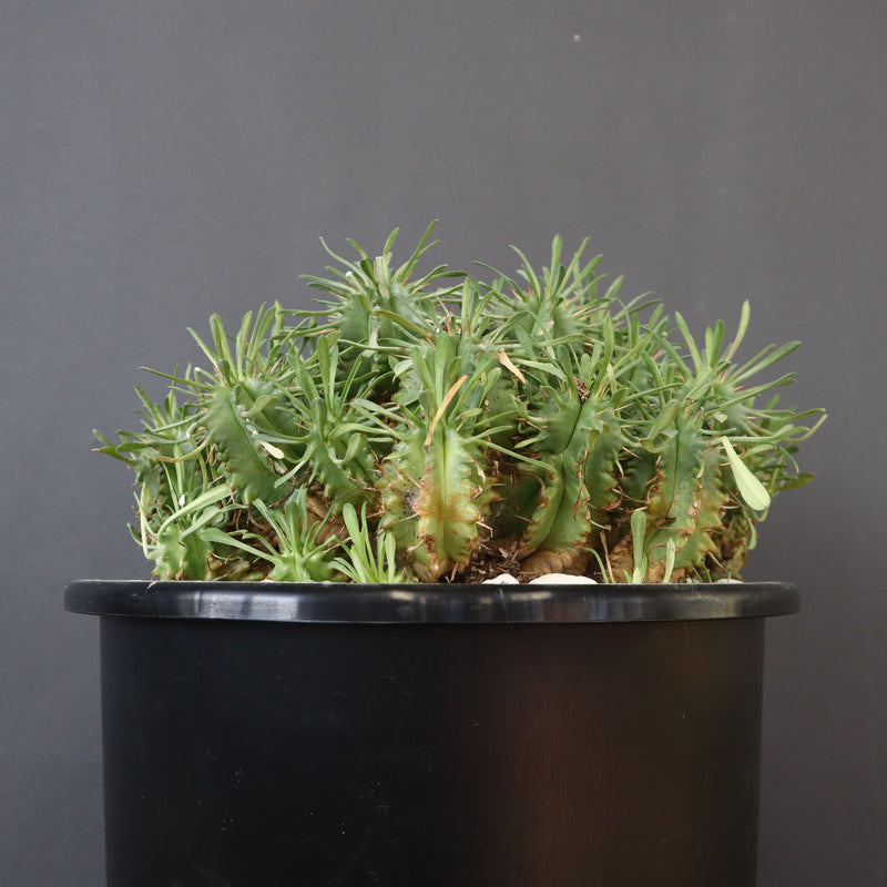 E.プルビナータ EC1194