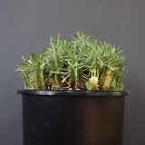 E.プルビナータ EC1194