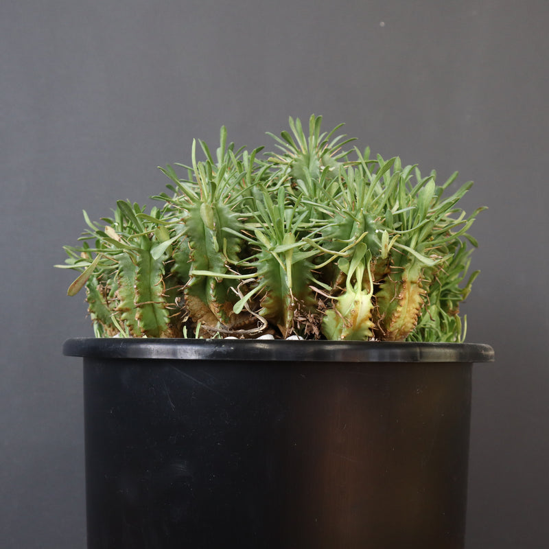 E.プルビナータ EC1194