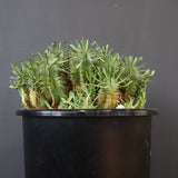 E.プルビナータ EC1194