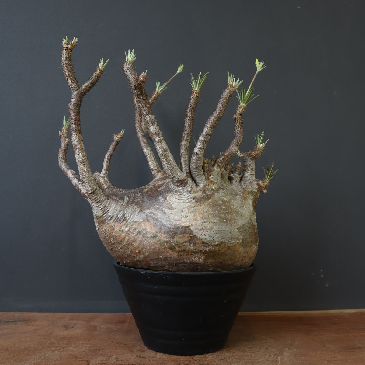 塊根植物 – 「 塊根植物 – 「