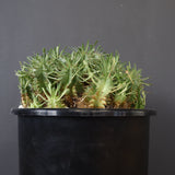 E.プルビナータ EC1194