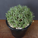 E.プルビナータ EC1194