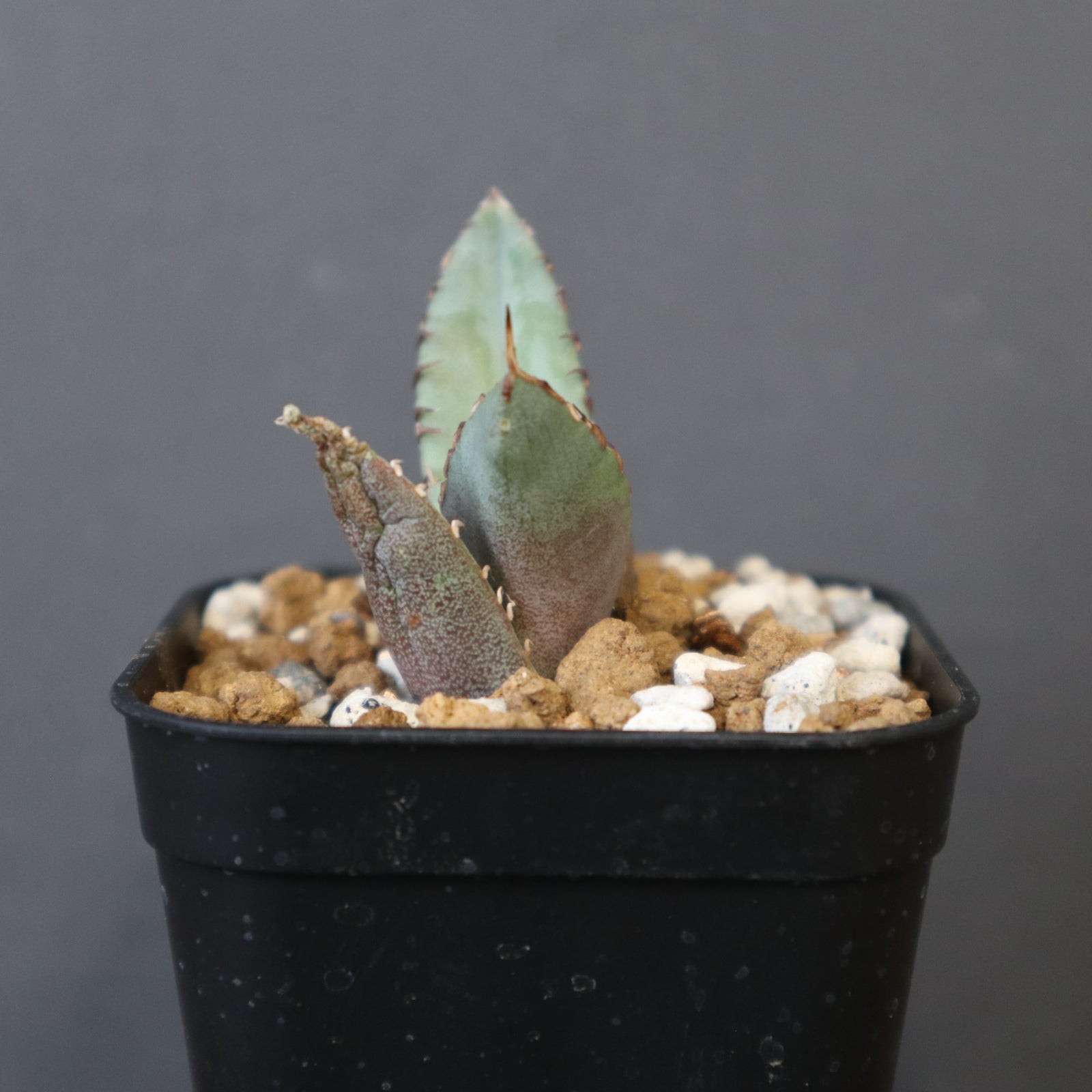 アガベ 冠鷲 EC1359 – TaiShoDo ONLINE SHOP