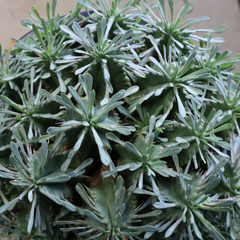 E.プルビナータ EC1194