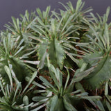 E.プルビナータ EC1194