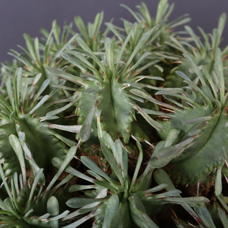 E.プルビナータ EC1194