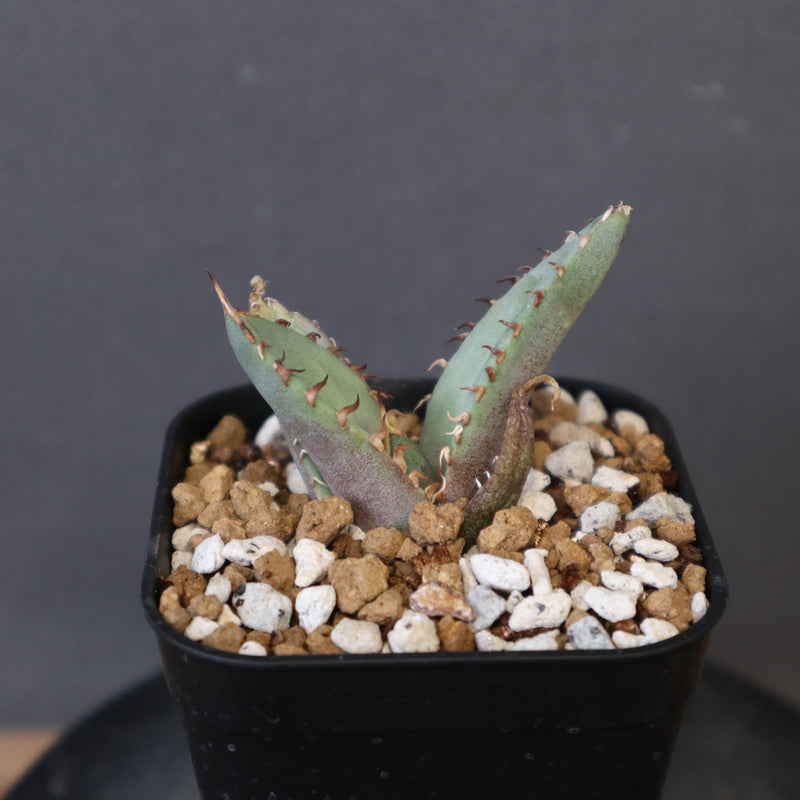 アガベ 冠鷲 EC1359 – TaiShoDo ONLINE SHOP