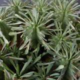 E.プルビナータ EC1194