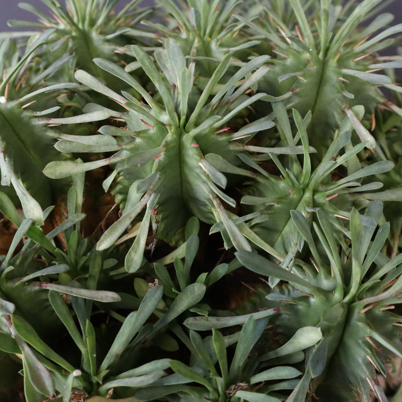 E.プルビナータ EC1194