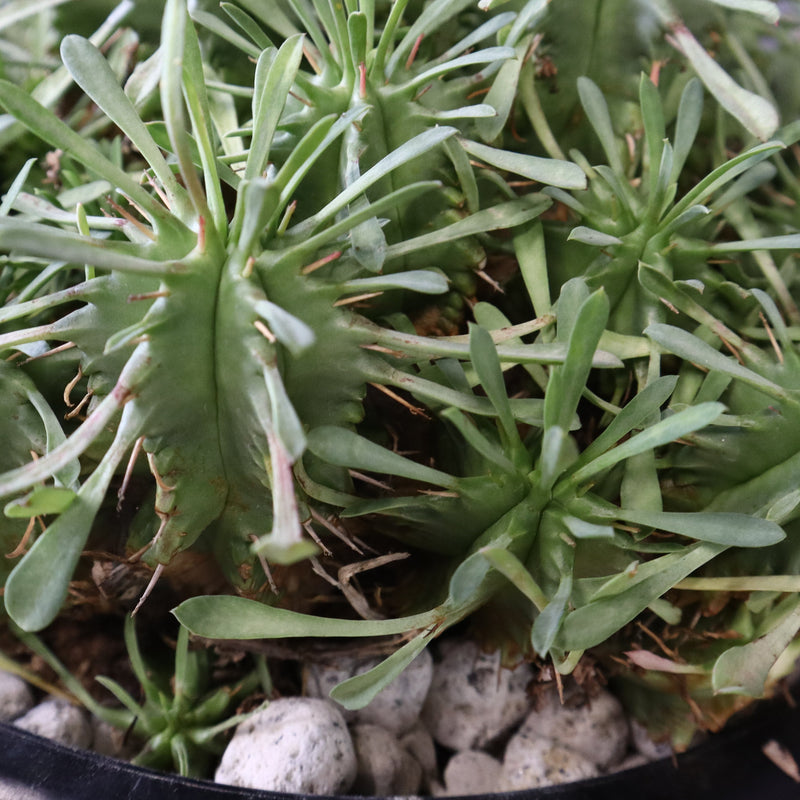 E.プルビナータ EC1194