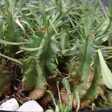 E.プルビナータ EC1194