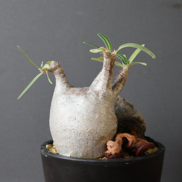 パキポディウム・グラキリス – TaiShoDo ONLINE SHOP