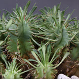 E.プルビナータ EC1194