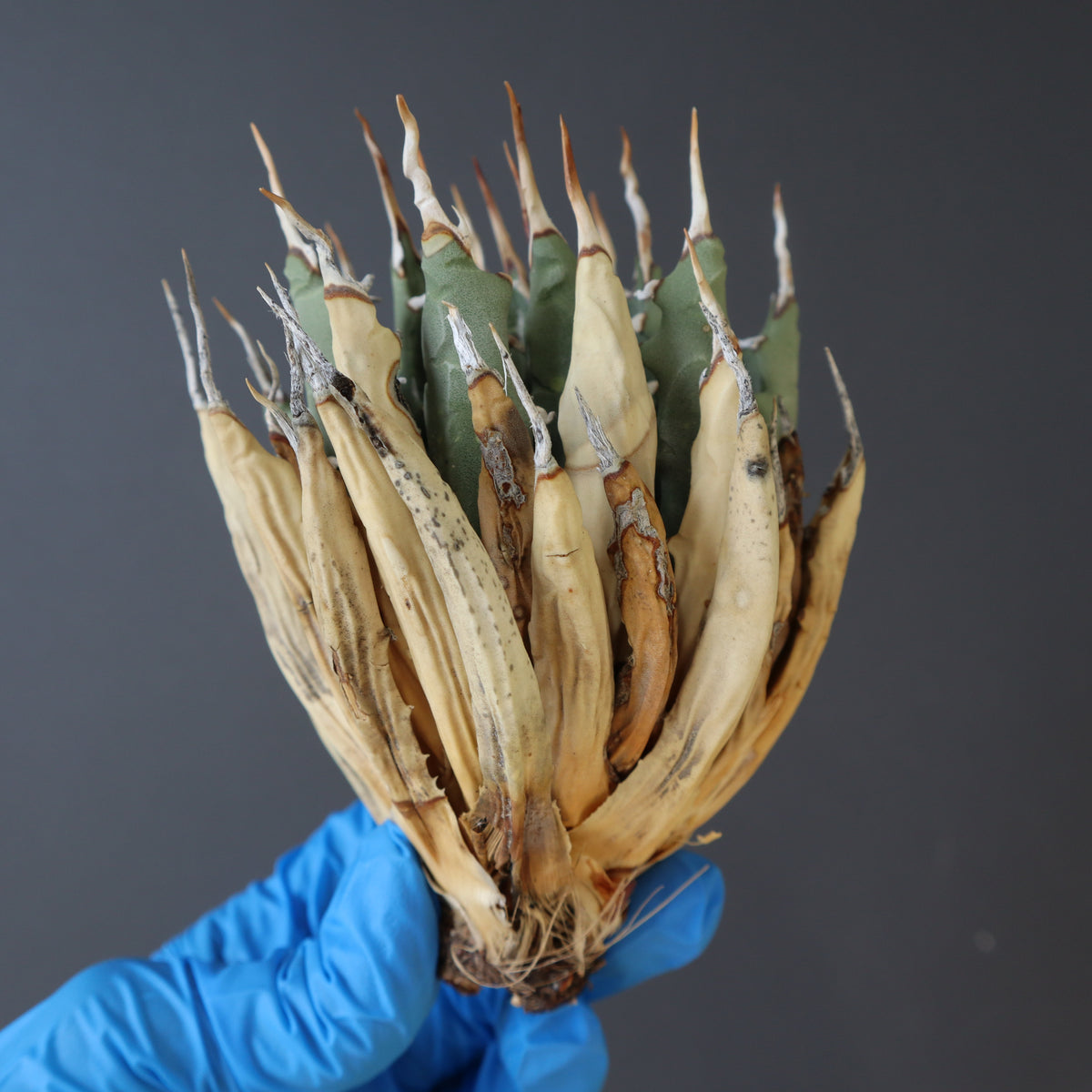 アガベ 実生　まさしさん専用 アガベ – TaiShoDo ONLINE SHOP