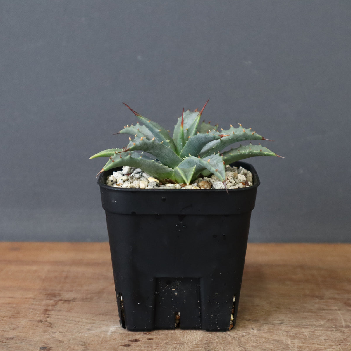 TaiShoDo ONLINE SHOP 塊根植物 多肉植物通販