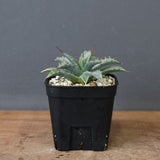 アガベ　ユタエンシス・ネバデンシス EC1195