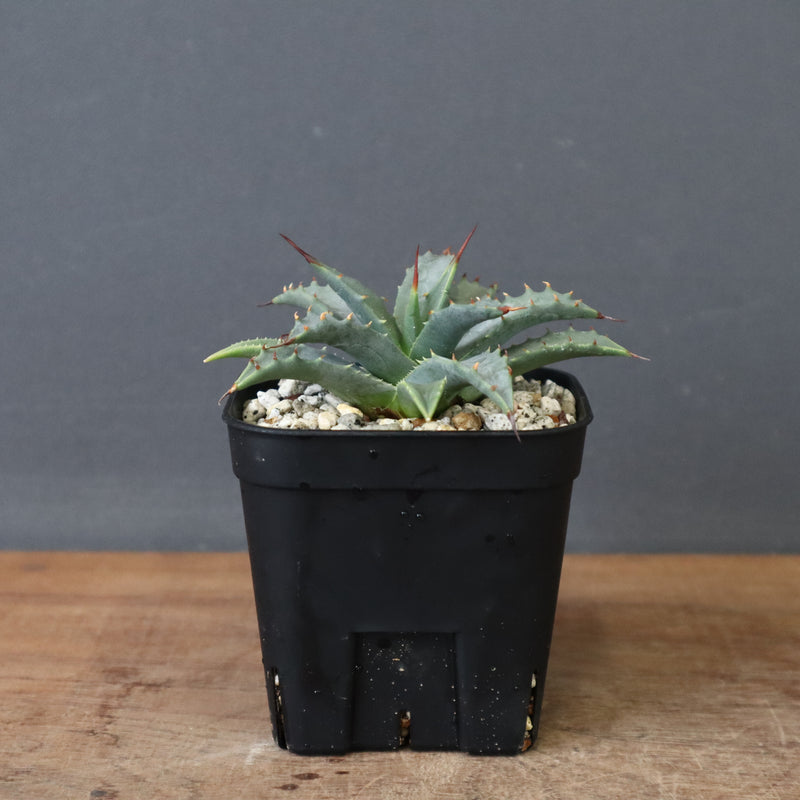 アガベ　ユタエンシス・ネバデンシス EC1195