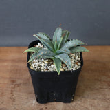 アガベ　ユタエンシス・ネバデンシス EC1195