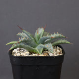 アガベ　ユタエンシス・ネバデンシス EC1195