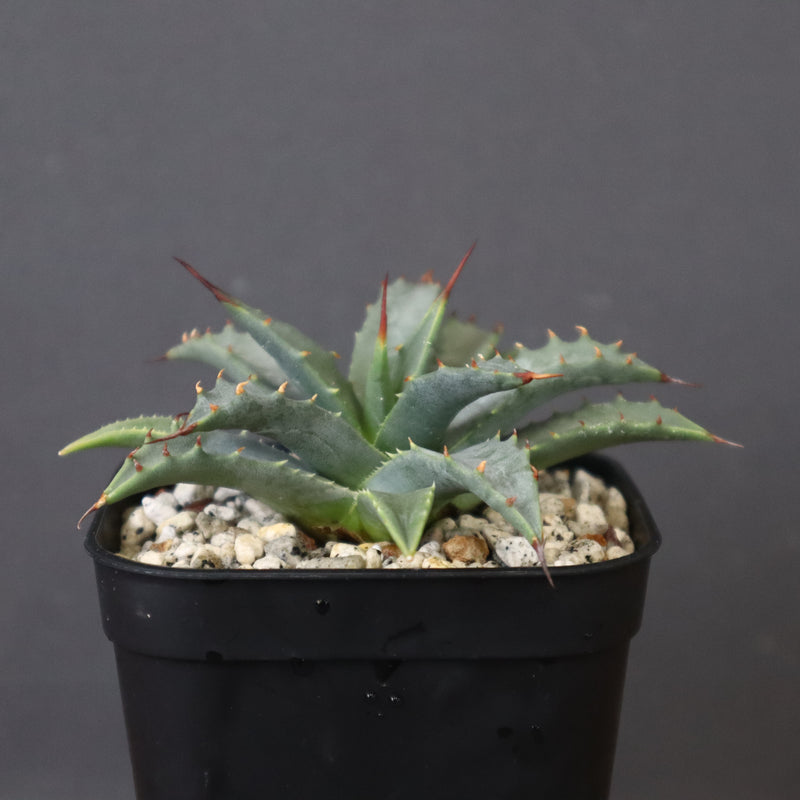 アガベ　ユタエンシス・ネバデンシス EC1195