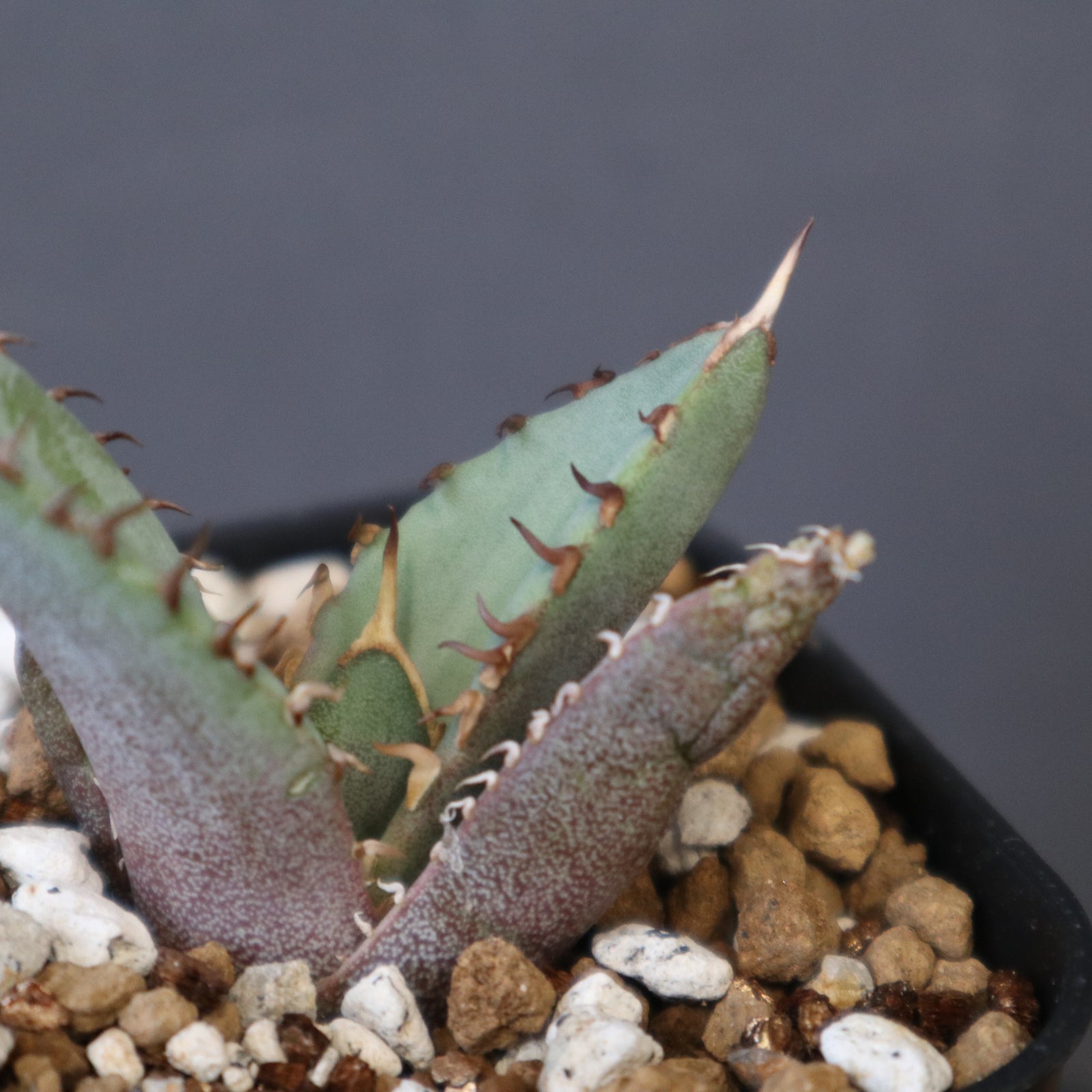 アガベ 冠鷲 EC1359 – TaiShoDo ONLINE SHOP