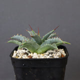 アガベ　ユタエンシス・ネバデンシス EC1195