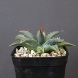 アガベ　ユタエンシス・ネバデンシス EC1195