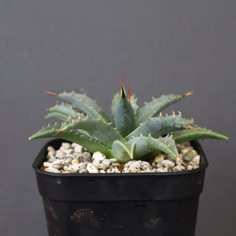 アガベ　ユタエンシス・ネバデンシス EC1195