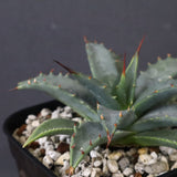 アガベ　ユタエンシス・ネバデンシス EC1195