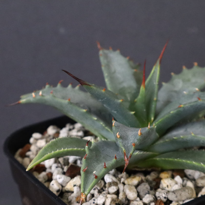 アガベ　ユタエンシス・ネバデンシス EC1195