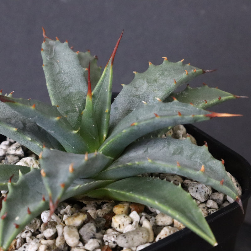 アガベ　ユタエンシス・ネバデンシス EC1195