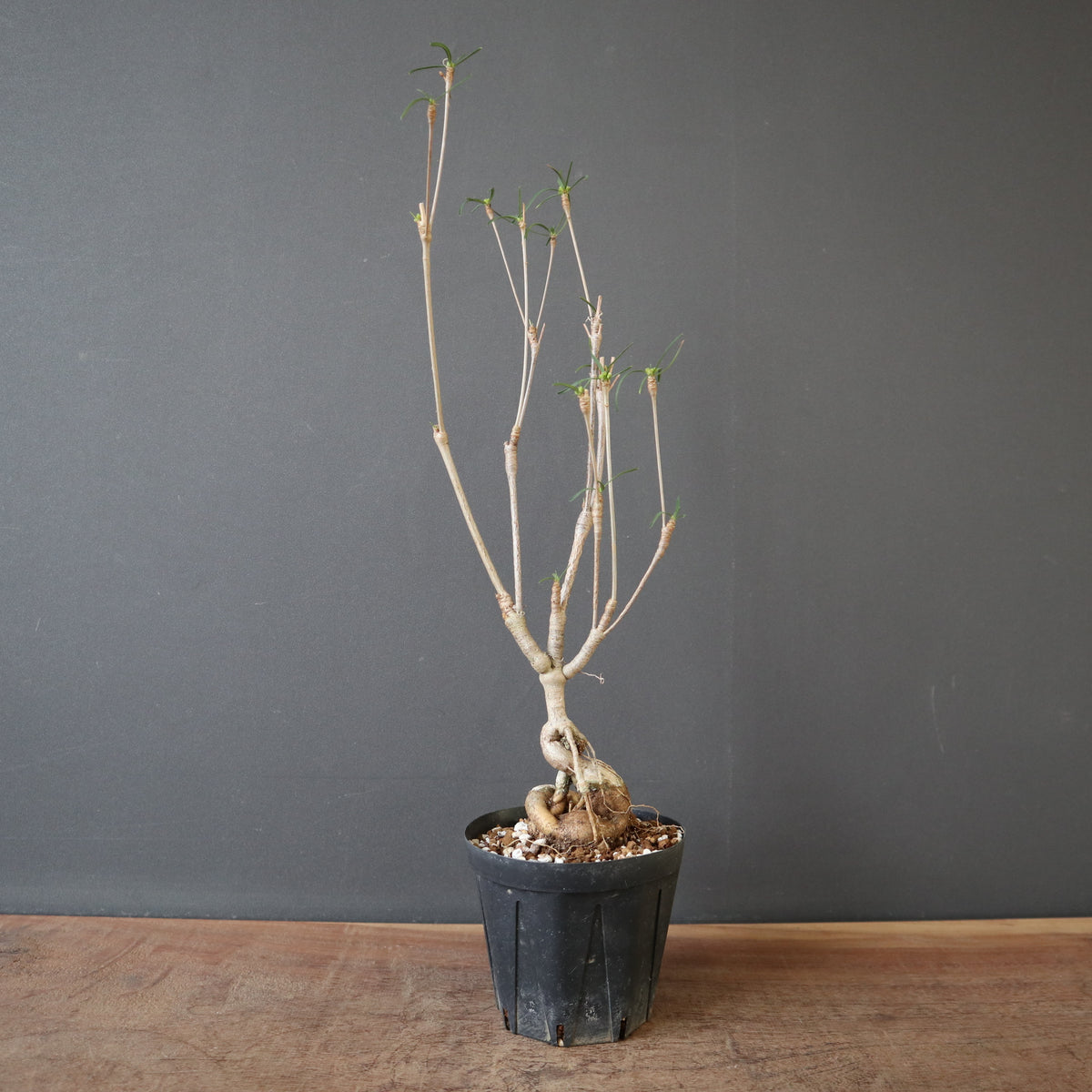 TaiShoDo ONLINE SHOP 塊根植物 多肉植物通販